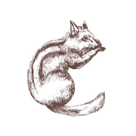 Chipmunk hand drawn with contour lines on white background. Monochrome sketch drawing of cute wild forest rodent animal, arboreal species. Elegant illustration in antique etching style.のイラスト素材