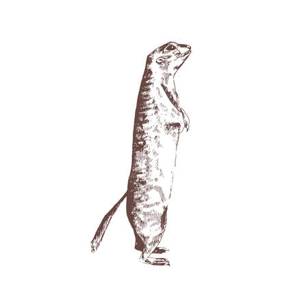 Ground squirrel hand drawn with contour lines on white background. Monochrome sketch drawing of wild rodent animal, cute herbivorous mammal. Elegant vector illustration in vintage engraving styleのイラスト素材