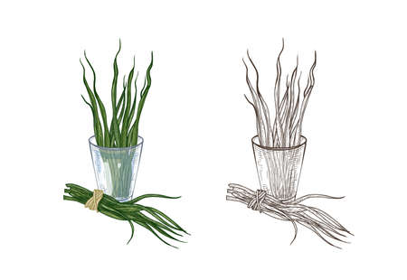 Bundle of colorful and monochrome drawings of spirulina algae in glass. Superfood product, dietary supplement for healthy nutrition hand drawn on white background. Realistic vector illustrationのイラスト素材