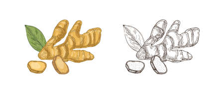Bundle of colorful and monochrome drawings of raw ginger root. Edible crop, organic superfood product for healthy nutrition hand drawn on white background. Natural realistic vector illustrationのイラスト素材