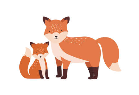 Fox with cub or pup isolated on white background. Family of funny wild carnivorous forest animals....