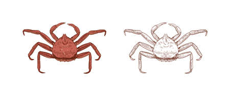 King crab vector illustrations set. Colorful and monochrome hand drawn marine animal on white...