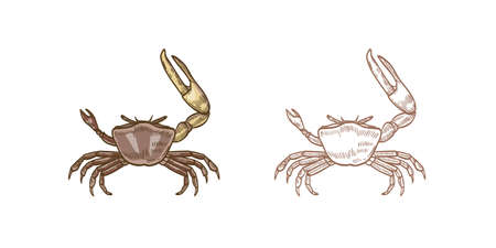 Fiddler crab vector illustrations set. Colorful and monochrome hand drawn crustaceans on white background. Restaurant seafood, delicacy food. Sea underwater animals with pincers design element.のイラスト素材