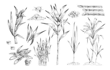 Sugar canes hand drawn vector illustrations set. Sugarcane trees, growing plant branches engravings pack. Rum ingredient black and white drawing. Plantation harvest isolated on white background.のイラスト素材