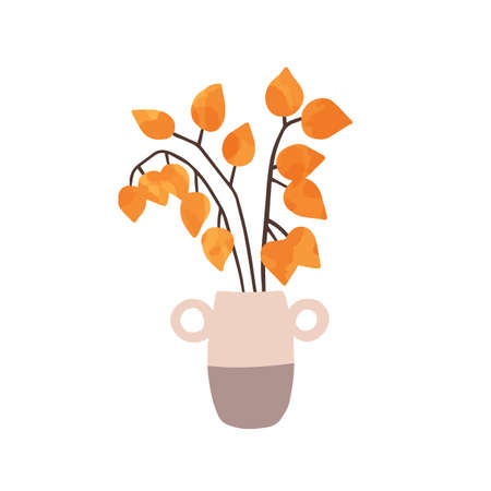 Physalis in vase hand drawn vector illustration. Ripe physalis peruviana isolated on white background. Decorative exotic plant, husk tomato, cape gooseberry. Gardening, horticulture symbol.のイラスト素材