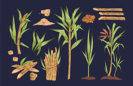 Hand drawn vector collection of sugar cane sprigs, stalks and leaves isolated illustrations. Realistic, detailed, colorful set of organic, tropical sugarcane plant. Vintage botanical drawing.のイラスト素材
