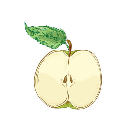 Half apple fruit hand drawn vector illustration. Green cutted apple with leaf realistic design element isolated on white. Healthy nutrition, organic food, eco product. Fresh fruit detailed drawing.のイラスト素材