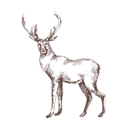 Red deer hand drawn with contour lines on white background. Elegant sketch drawing of wild forest animal with antlers, hoofed ruminant mammal. Monochrome vector illustration in vintage etching styleのイラスト素材
