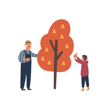 Autumn fruits harvest flat vector illustration. Old farmer and little boy cartoon characters. Grandfather and grandson plucking pears from tree. Child helping granddad with seasonal farming chores.のイラスト素材