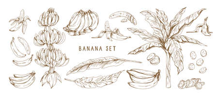 Banana hand drawn monochrome vector illustrations set. Banana bunches, palm tree leaves. Exotic and tropical fruit engraved drawings in vintage style. Ripe healthy fruit isolated design elements.のイラスト素材