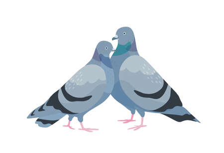 Cute couple of pigeons. Female and male birds in love standing together. Pair of sweetheart animals isolated on white background. Two romantic doves. Vector illustration in flat cartoon style.のイラスト素材