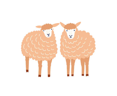 Two cute sheep flat vector illustration. Adorable woolly lambs, fluffy domestic animals isolated on white background. Ewe breeding, ovine farm livestock, husbandry decorative design element.のイラスト素材