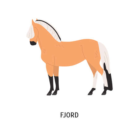 Fjord breed horse flat vector illustration. Pedigree equine, Norwegian hoss. Equestrian sport, horseback riding concept. Norse steed, hoofed animal, mammal isolated on white backgroundのイラスト素材