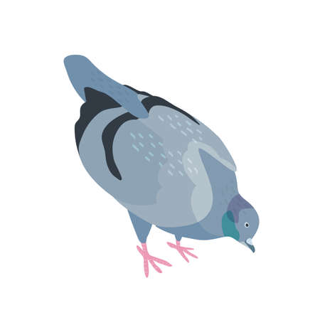 Pigeon pecking food flat vector illustration. Bird with dark gray plumage. Feathered dove searching for food. City fauna, urban wildlife. Cute winged animal isolated on white background.のイラスト素材