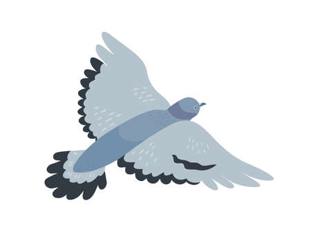 Flying pigeon flat vector illustration. Free animal with dark grey plumage. Gray dove with spread wings. Bird flight, freedom symbol. Adorable gliding birdie isolated on white background.のイラスト素材
