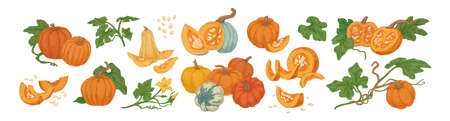 Colored pumpkin hand drawn set vector graphic illustration. Collection of colorful drawing autumn vegetable whole, slice and halves isolated on white background. Seasonal fresh plant bundleのイラスト素材