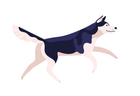 Active cartoon friendly husky dog breed vector flat illustration. Funny running malamute domestic animal isolated on white background. Cute black and white clever pet jumping side viewのイラスト素材