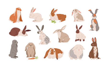 Set of different breed cute realistic rabbits vector illustration. Collection of various colorful hare sitting, lying and standing isolated on white. Wild or domestic funny animal with long earsのイラスト素材