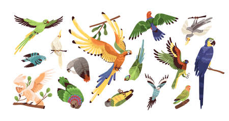 Set of different tropical parrots vector illustration. Collection of colored birds with feathers and wings isolated on white. Exotic creature with beak flying, eating and sitting on branchのイラスト素材