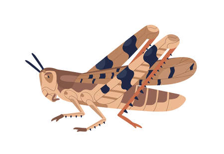 Colorful locust vector illustration. Wild winged insect isolated on white background. Parasite or agricultural plague. Huge creature harvest decimating. Bug threatening seasonal plantのイラスト素材