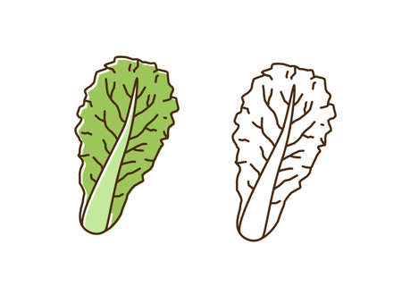 Organic romaine lettuce monochrome and colorful set vector flat illustration. Dietary antioxidant vegetable leaves icon in line art style. Eco fresh ingredient for healthy nutrition isolatedのイラスト素材