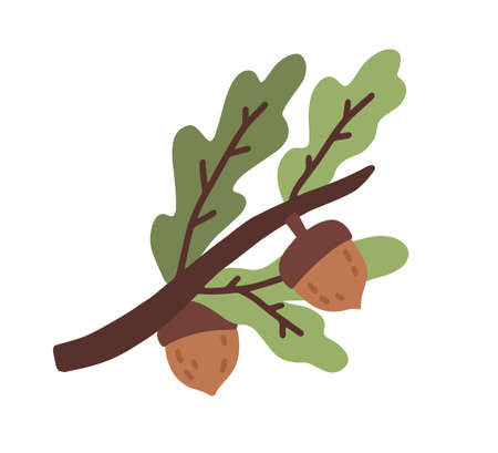 Colorful oak tree branch with leaves and acorns or nuts isolated on white background. Natural autumn symbol and decor element. Vector illustration in flat cartoon styleのイラスト素材