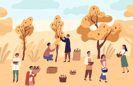 Group of farmer people picking seasonal fruits from trees at garden vector flat illustration. Man and woman at orchard with apples, oranges and plums. Agricultural workers with autumn harvestのイラスト素材