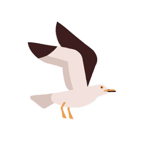 Adorable polar bird flying with raising up wings vector flat illustration. Arctic or atlantic inhabit wild seagull during flight isolated on white. Cute colorful seabirdのイラスト素材