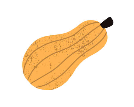Butternut squash or sweet pumpkin with stem isolated on white background. Whole yellow or orange autumn vegetable. Hand drawn colorful textured flat vector illustration, design elementのイラスト素材