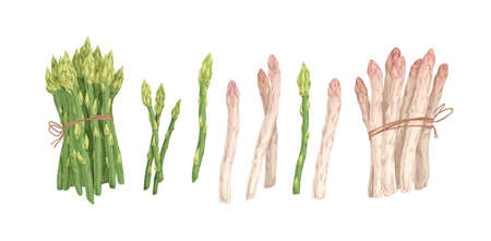 Collection of white and green asparagus stems and bound bunches isolated on white background. Set of raw fresh vegetables. Hand drawn colorful realistic vector illustrationのイラスト素材