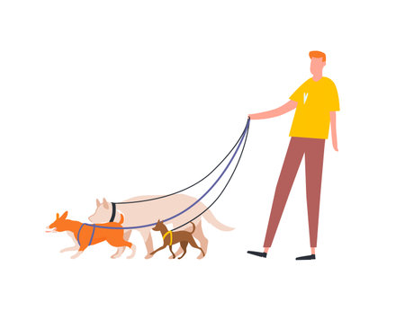 Funny guy holding pack of dogs on leash vector flat illustration. Male volunteer dog sitter walking with pets outdoor isolated on white. Service for care, walking domestic animals or nurseryのイラスト素材