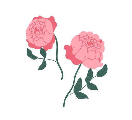 Two elegant pink peony roses. Gorgeous blossomed flowers with lush petals isolated on white background. Botanical floral elements. Colorful flat vector illustrationのイラスト素材
