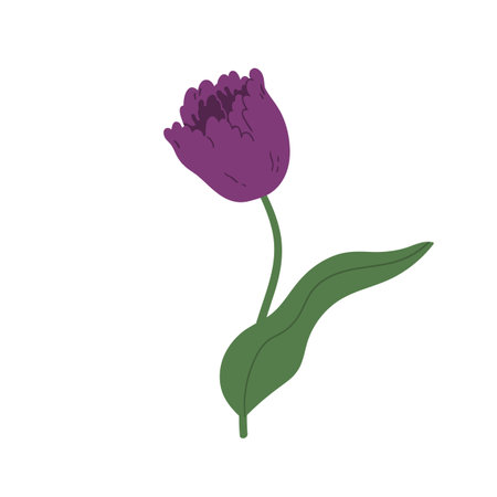 Gorgeous blossomed violet tulip. Elegant spring flower with stem and leaf isolated on white background. Colorful flat vector illustrationのイラスト素材