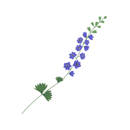 Delicate delphinium twig with violet flowers isolated on white background. Gorgeous botanical floral element. Colorful flat vector illustrationのイラスト素材