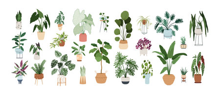 Set of trendy potted plants for home. Different indoor houseplants isolated on white background. Alocasia, begonia, fan palm, monstera, ficus, strelitzia and oxalis. Colored flat vector illustrationのイラスト素材