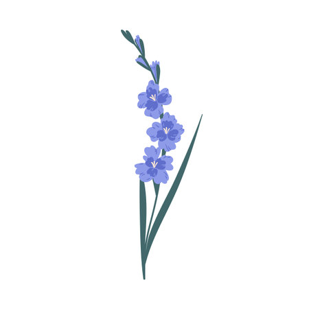 Stem with delicate blue blossomed gladiolus flowers isolated on white background. Botanical floral element. Colorful flat vector illustrationのイラスト素材