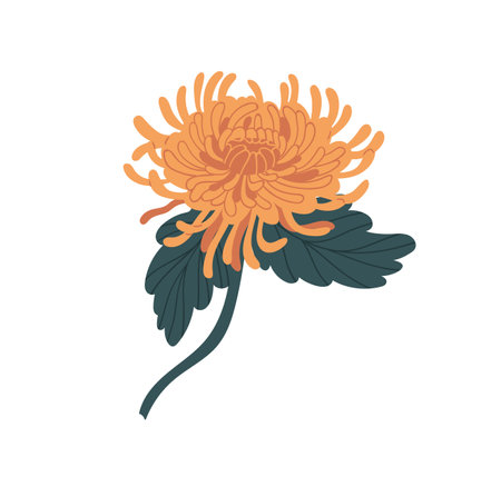 Elegant yellow Japanese chrysanthemum with stem and leaves. Gorgeous fall flower with lush petals. Botanical floral element. Colorful flat vector illustration isolated on white backgroundのイラスト素材