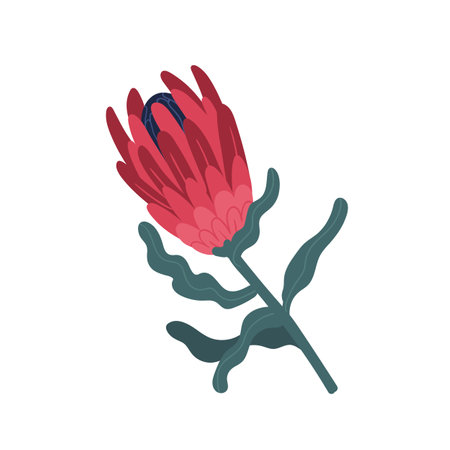 Exotic red protea flower with stem and leaves. Botanical floral element with bright lush petals. Flat vector illustration isolated on white backgroundのイラスト素材