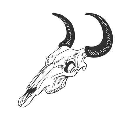 Skull of animal with horns for witchcraft and wizardry. Black and white skeleton of ox, bison or buffalo. Hand-drawn monochrome vector illustration isolated on white backgroundのイラスト素材