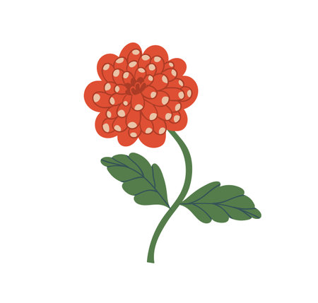 Bright orange chrysanthemum or zinnia with stem and leaves. Gorgeous fall flower with showy lush petals. Botanical floral element. Colorful flat vector illustration isolated on white backgroundのイラスト素材