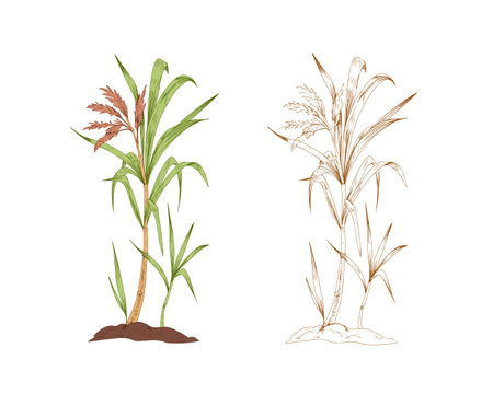 Colored sugarcane and outlined sketch of sugar cane. Two branches of field plant. Contoured botanical elements. Hand-drawn vector illustration isolated on white backgroundのイラスト素材