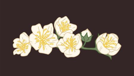 Branch covered with flowers of white jasmine isolated on black background. Elegant mock-oranges with yellow stamens in center. Floral design element. Colorful flat vector illustrationのイラスト素材