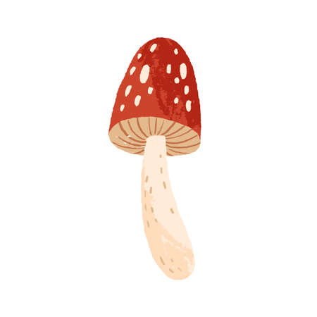 Amanita or fly agaric isolated on white background. Cute mushroom with red cape and spots. Hand drawn colored flat textured vector illustrationのイラスト素材
