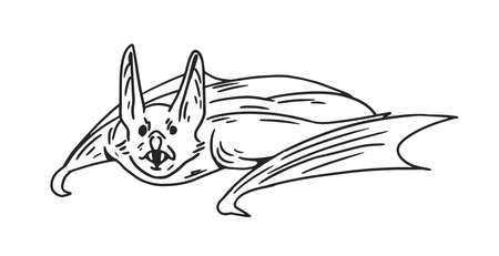 Spooky flying bat with fangs. Halloween sketch of midnight monster. Hand-drawn monochrome vector illustration isolated on white backgroundのイラスト素材