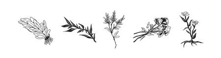 Black and white floral set of flowers, plants with leaves and herbs. Collection of hand-drawn floristic elements. Botanical monochrome vector illustration isolated on white backgroundのイラスト素材