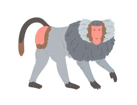 Hamadryas baboon standing on four legs. Silvery gray monkey with hairy cape on neck, bare feet and red-colored skin on face and rump. Flat colorful vector illustration isolated on white backgroundのイラスト素材