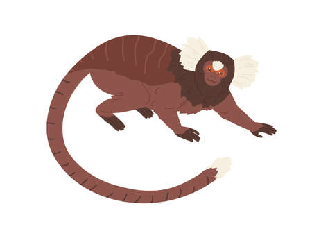 Cute cotton-top tamarin with long hair on head and forehead. Small squirrel-sized monkey crawling. Hand-drawn exotic American animal. Colored flat vector illustration isolated on white backgroundのイラスト素材