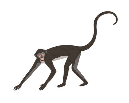 Walking spider monkey with black and gray fur, small head, long thin limbs and tail. Wild Brazilian...