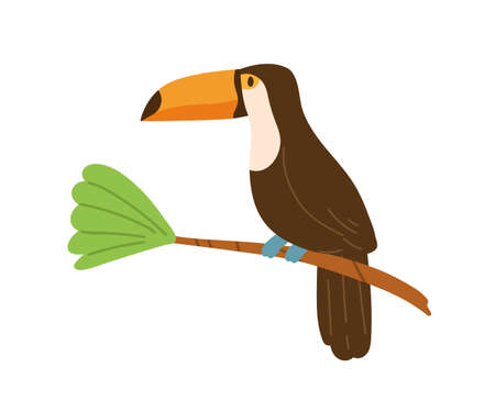 Profile of cute toucan or tucan sitting on tree branch. Funny tropical bird with long yellow beak. Exotic animal character. Colored flat cartoon vector illustration isolated on white backgroundのイラスト素材