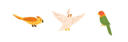 Set of exotic birds - yellow parrot with crest, flying cockatiel and bright colorful lovebird. Colored flat vector illustration of cute and pretty birdies isolated on white backgroundのイラスト素材